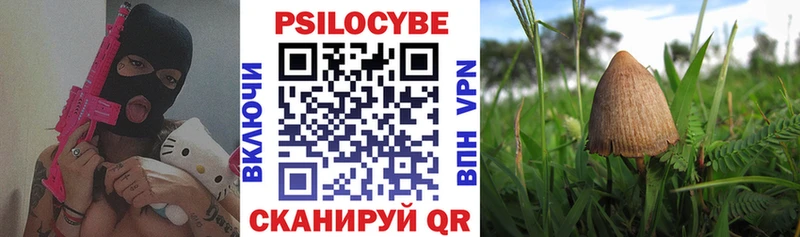 как найти   Велиж  Галлюциногенные грибы Psilocybe 